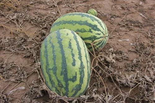 小查吃瓜,揭秘娱乐圈那些不为人知的幕后故事